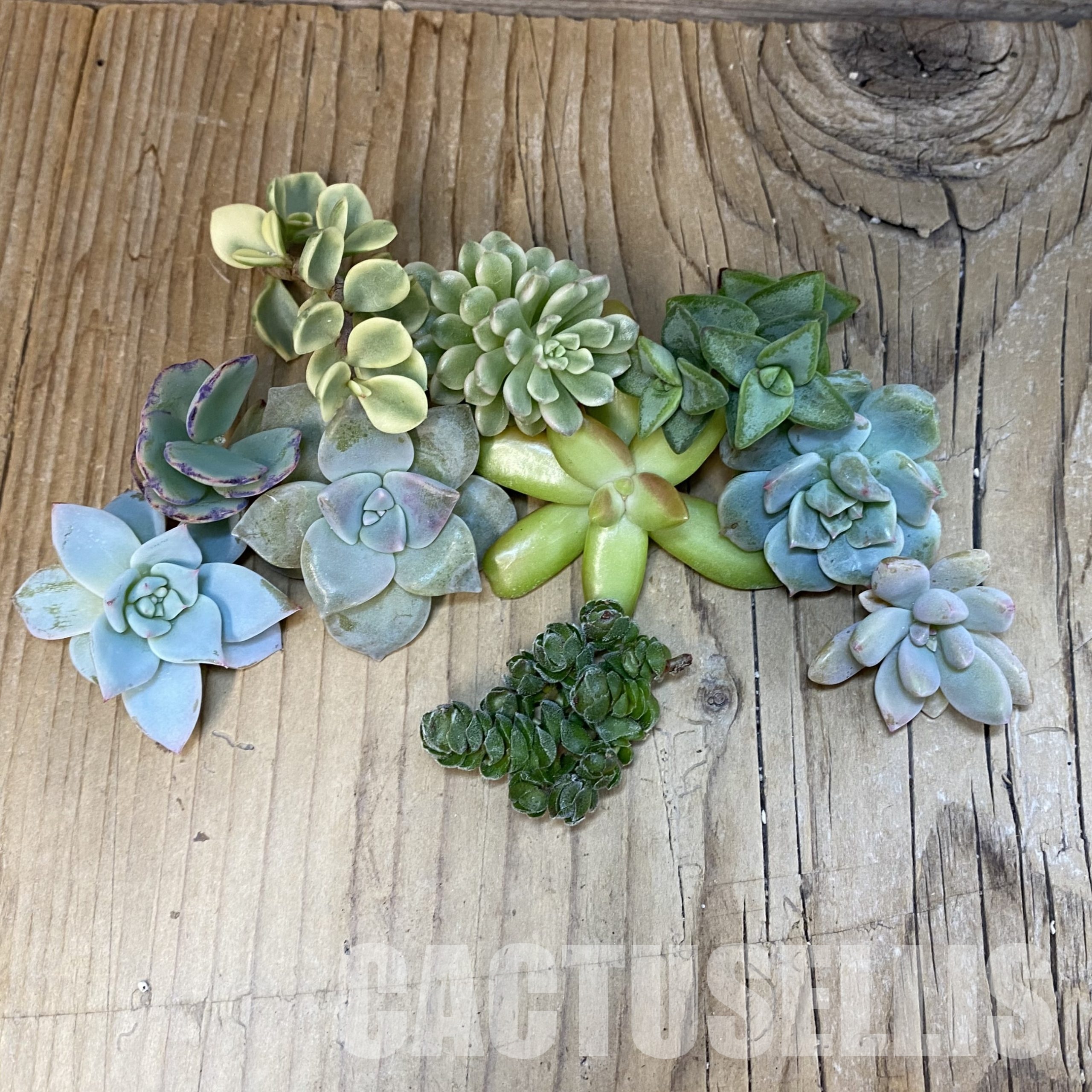 SH31760 Succulents mix, cuted - Image 2
