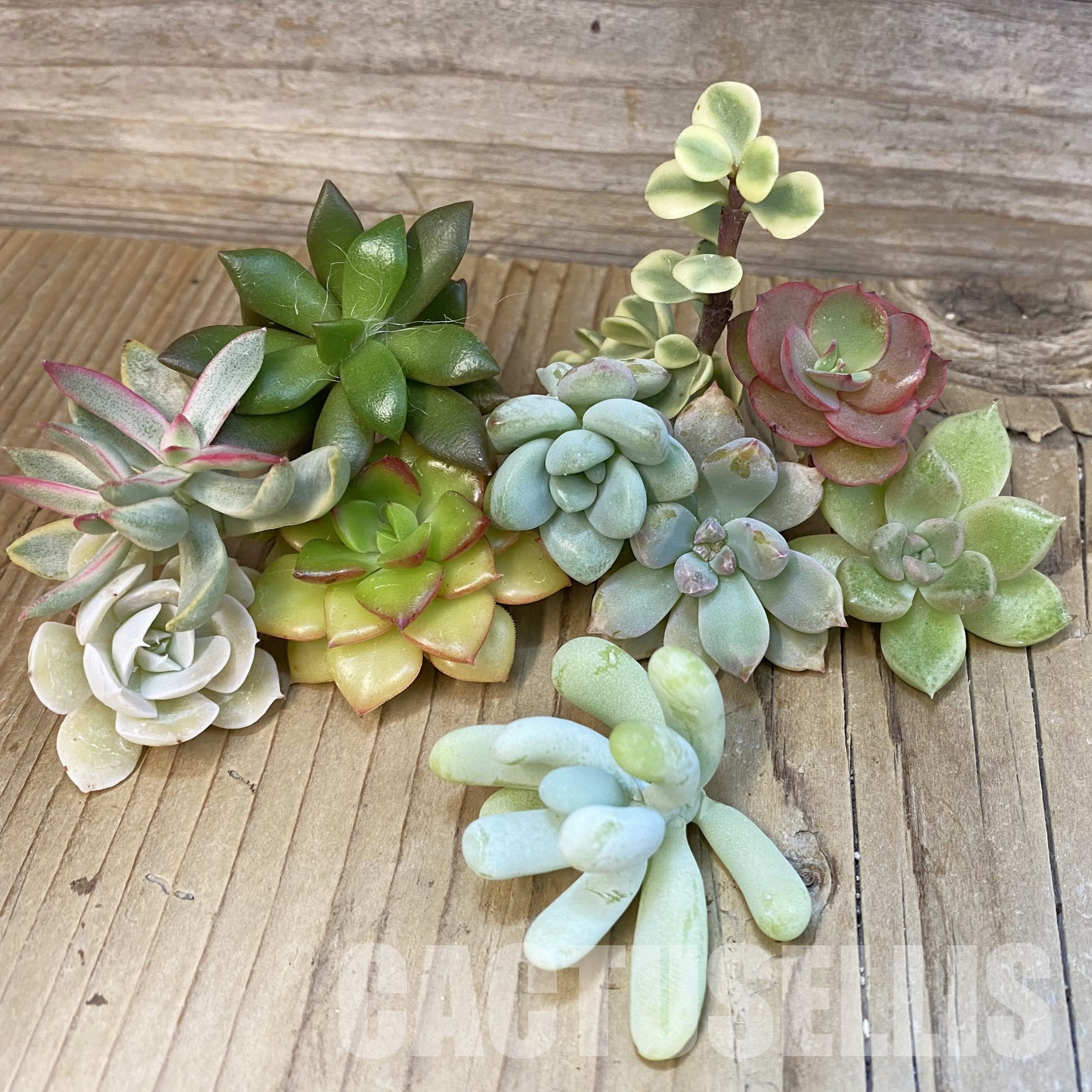 SH31761 Succulents mix, cuted