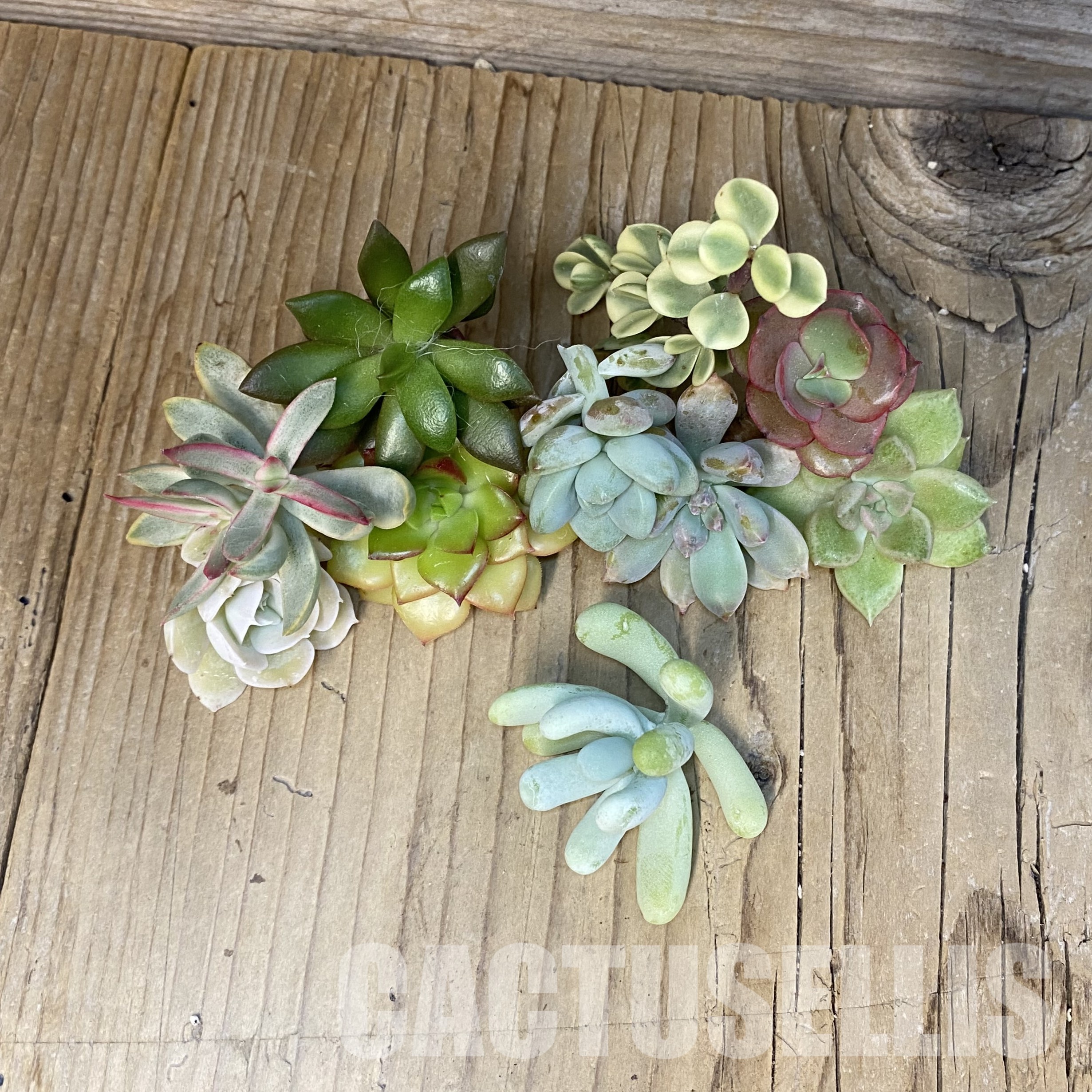 SH31761 Succulents mix, cuted - Image 2