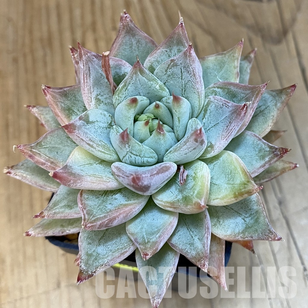 SH4683 Echeveria tolimanensis hybrid - Image 3