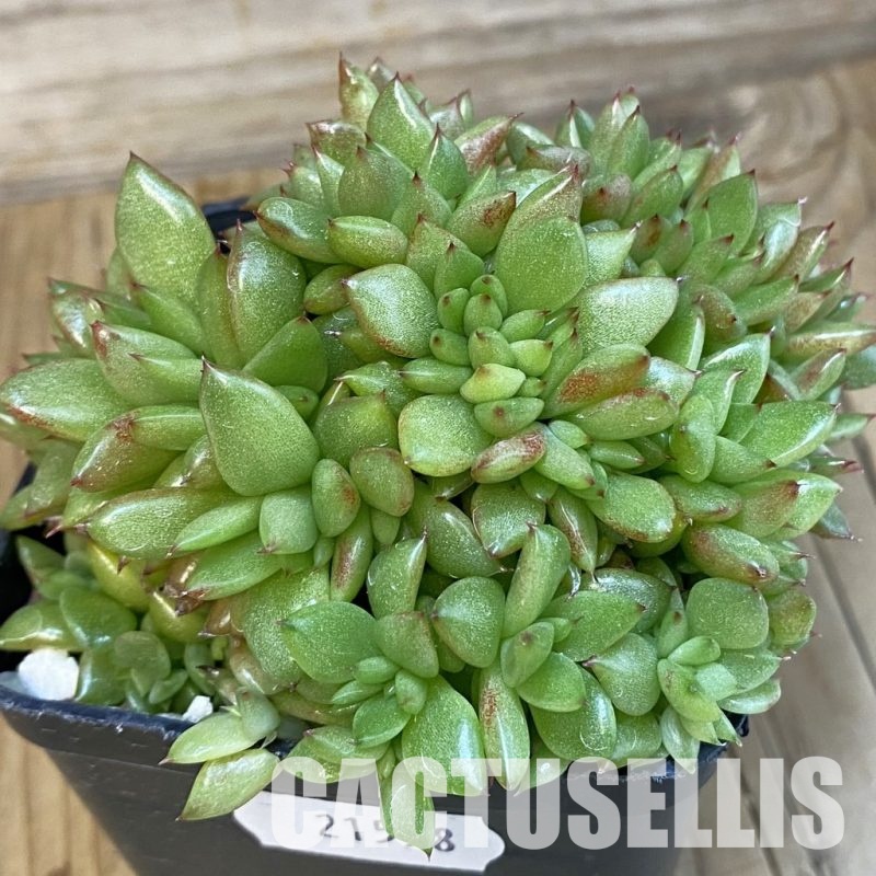 SH21558 Echeveria agavoides f. cristata