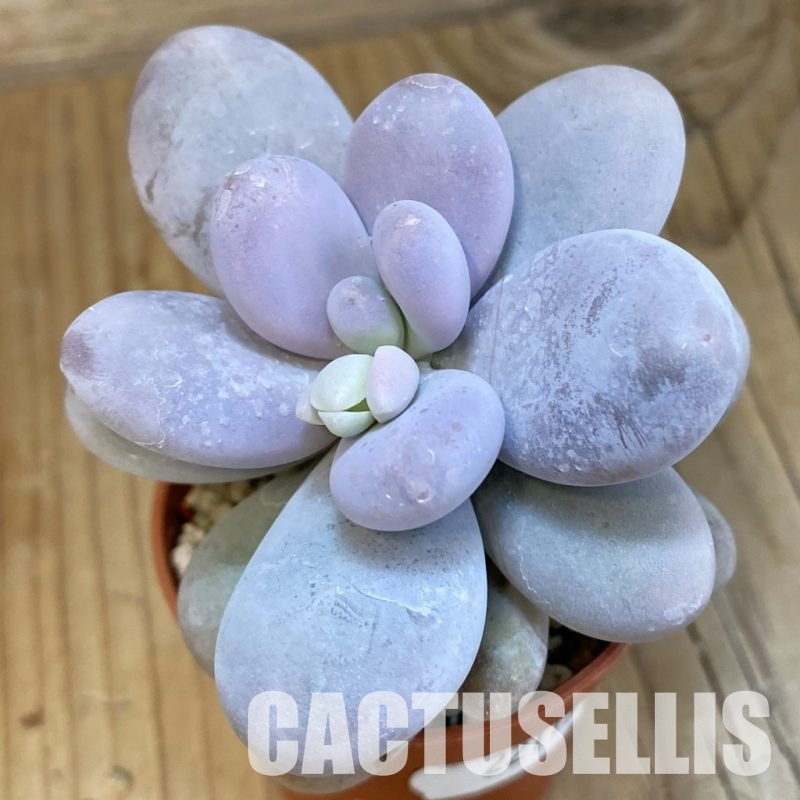 SH22113 Pachyphytum oviferum