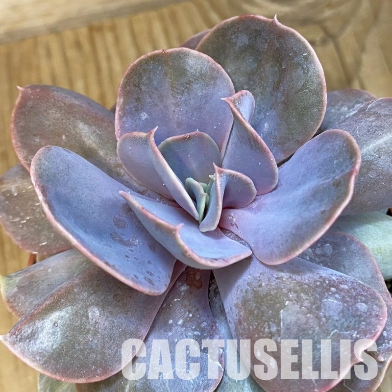 SH22122 Echeveria 'Serena'