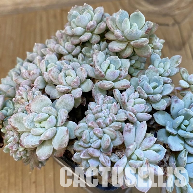 SH22444 Echeveria hybrid f. cristata