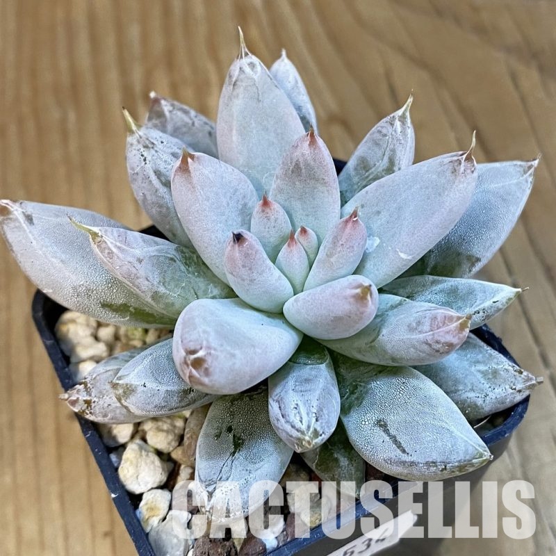 SH22534 Echeveria tolimanensis