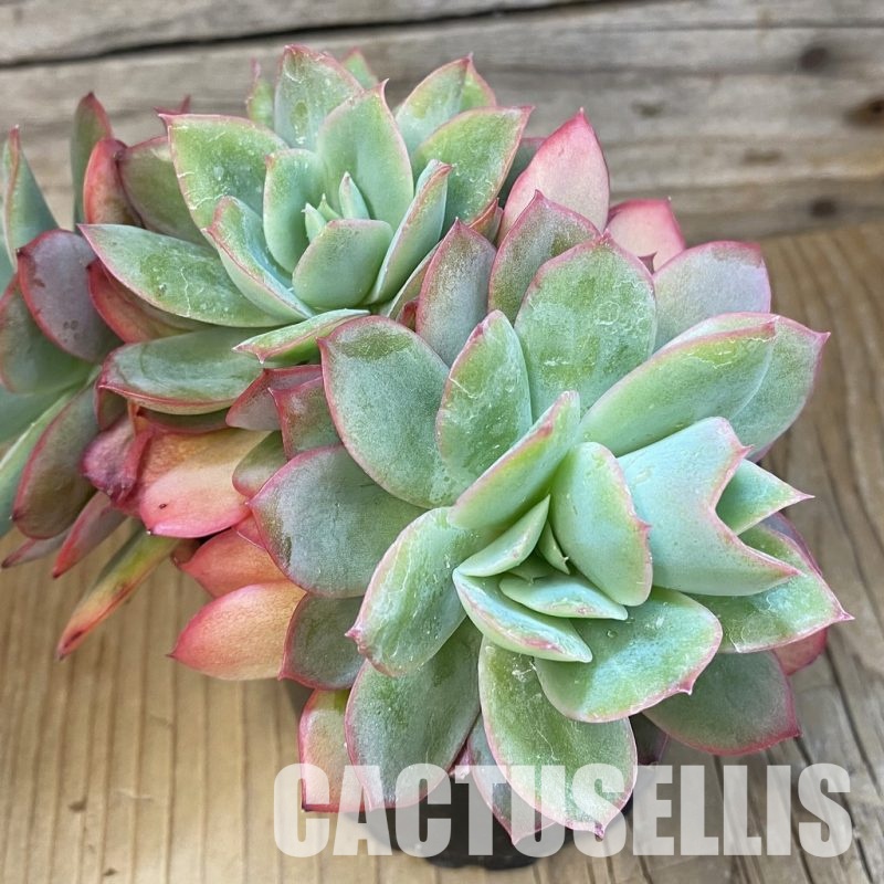 SH22907 Echeveria ‘Luella’