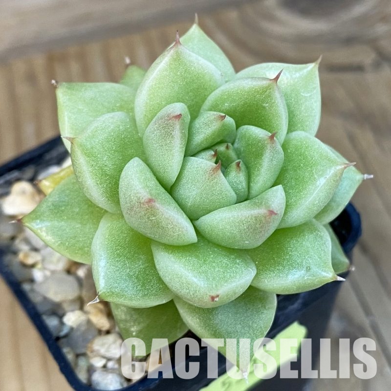 SH5335 Echeveria hybrid