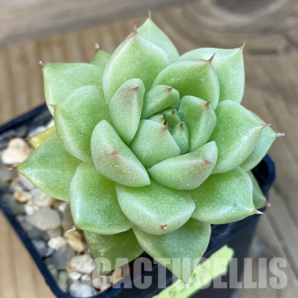 SH5335 Echeveria hybrid