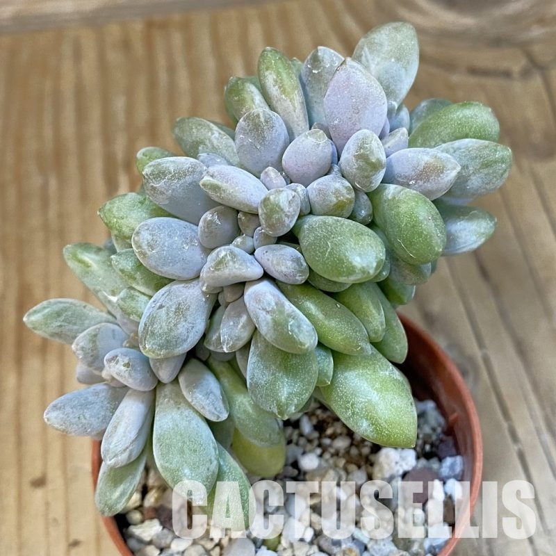 SH22918 Pachyveria ‘Clavifolia’ f. cristata