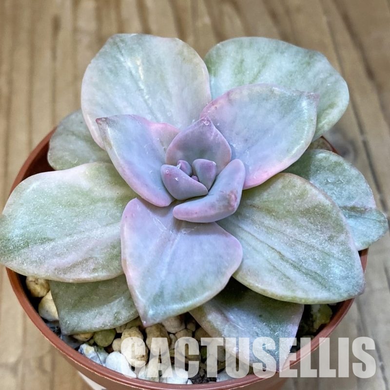 SH24582 Graptoveria 'Mrs. Richards'