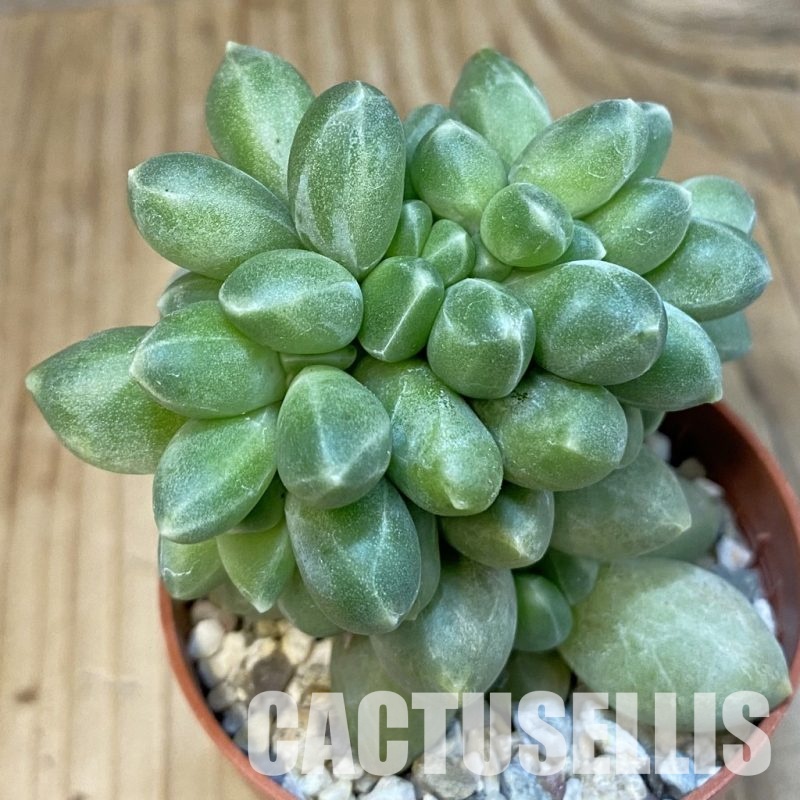 SH24860 Pachyphytum compactum f.cristata
