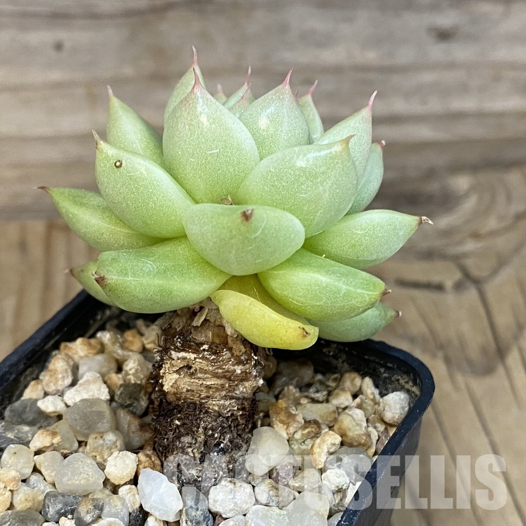 SH5335 Echeveria hybrid - Image 2