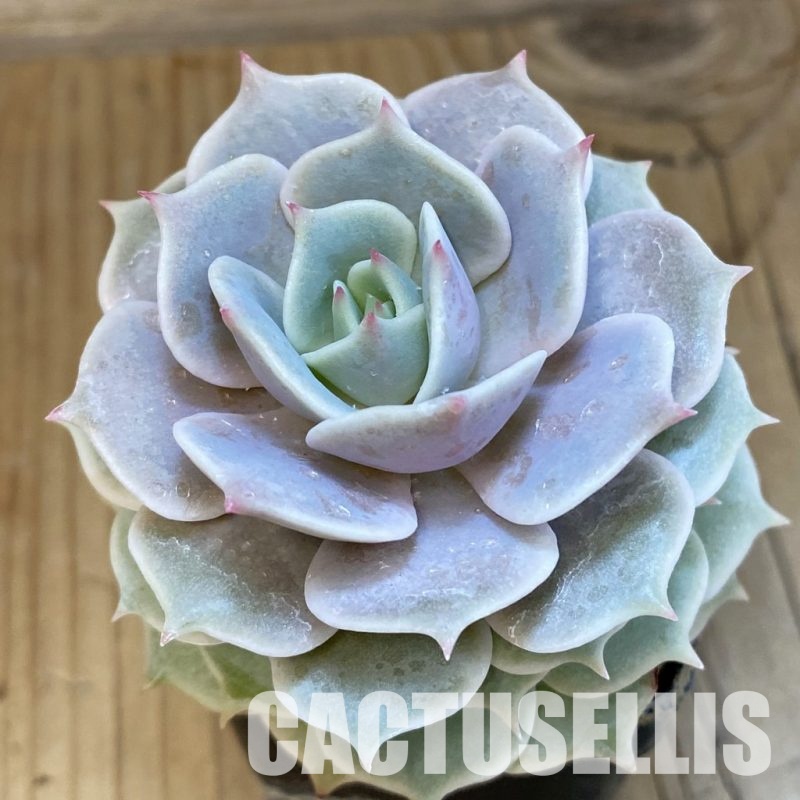 SH24867 Echeveria ‘Lola’
