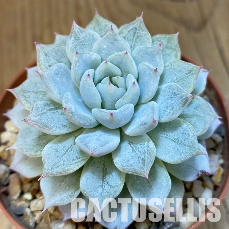 SH25093 Echeveria hybrid