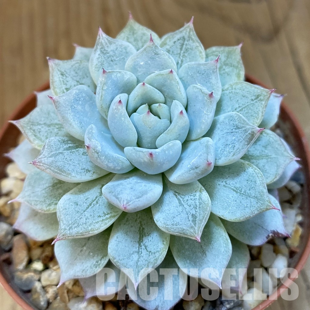 SH25093 Echeveria hybrid