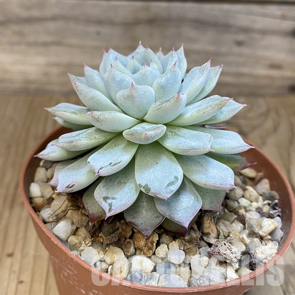 SH25093 Echeveria hybrid - Image 2
