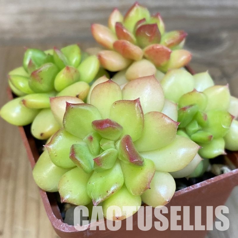 SH25106 Echeveria ‘Letizia’