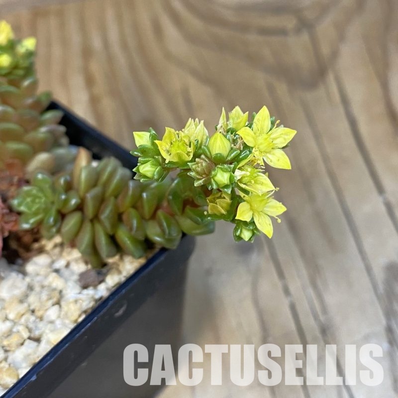 SH26180 Cremnosedum ‘Little Gem’