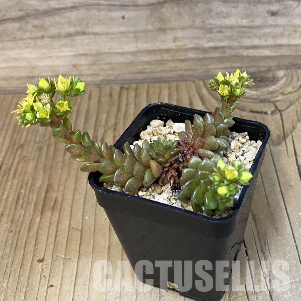 SH26180 Cremnosedum ‘Little Gem’ - Image 2