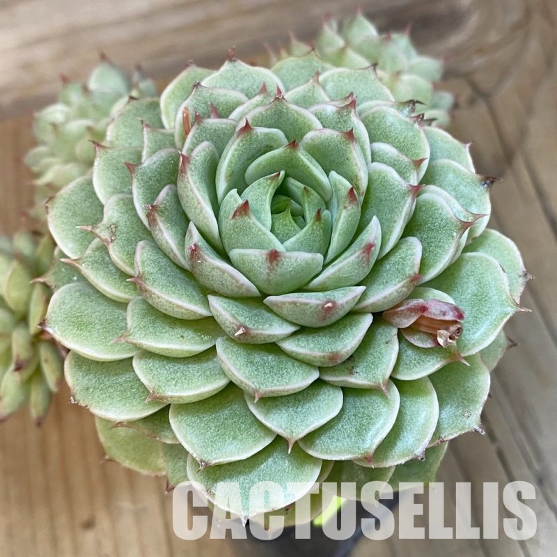 SH5336 Echeveria hybrid