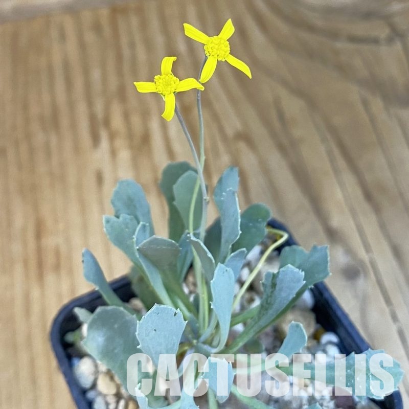 SH17481 Othonna cacalioides