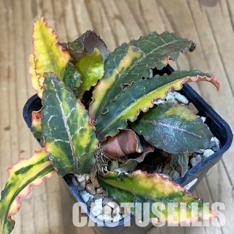 SH19899 Euphorbia francoisii f. variegata