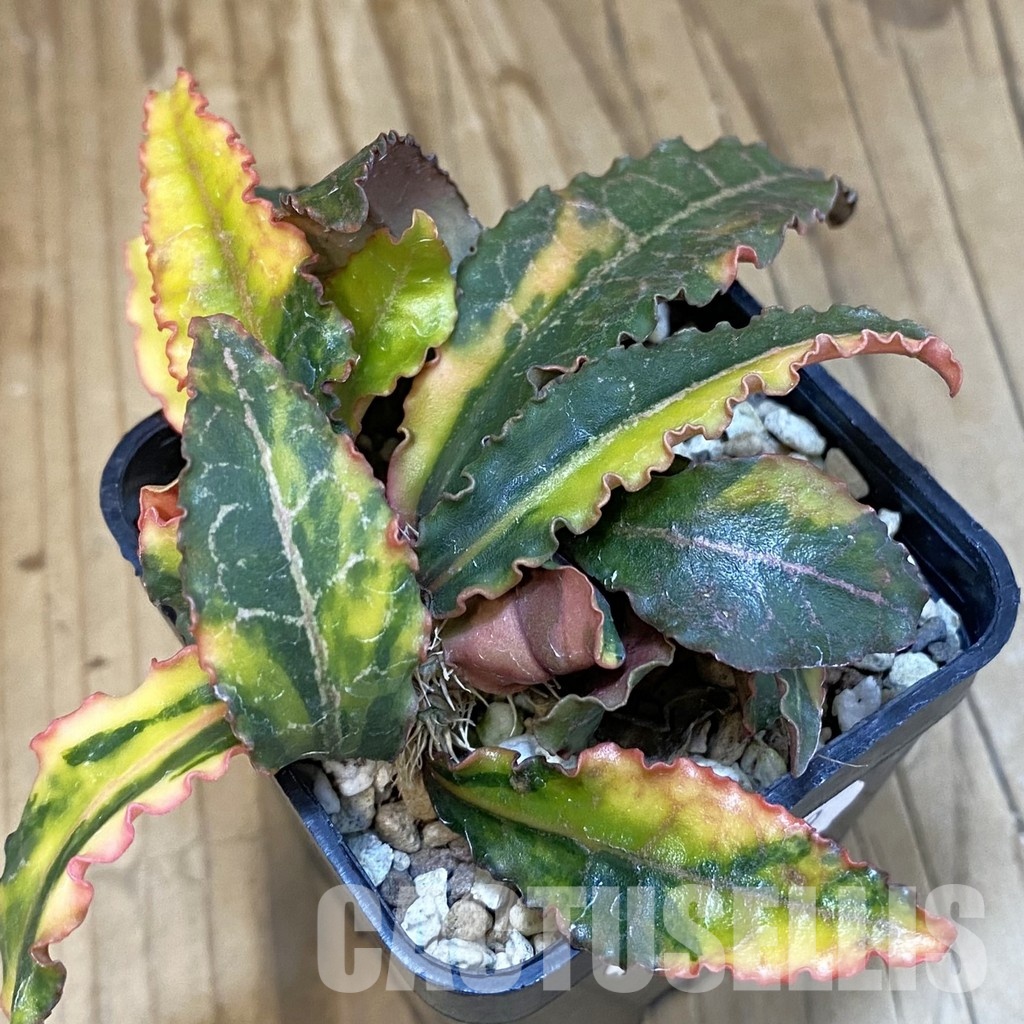SH19899 Euphorbia francoisii f. variegata