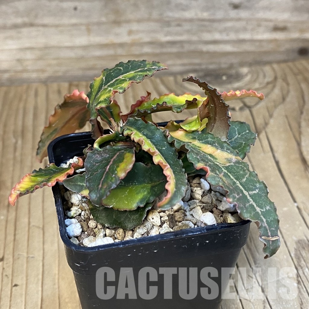 SH19899 Euphorbia francoisii f. variegata - Obrázek 2