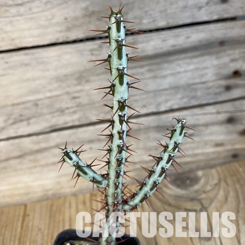 SH22732 Euphorbia aeruginosa