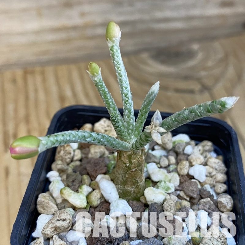 SH24029 Avonia quinaria, pink flower