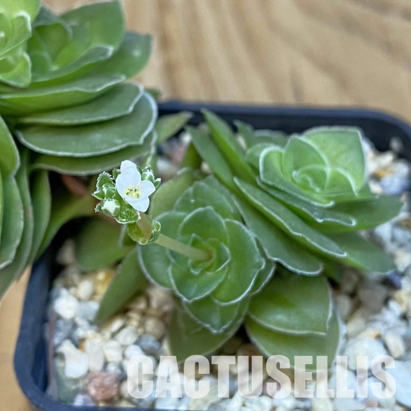 SH22702 Crassula hemisphaerica