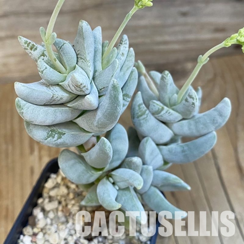 SH22703 Crassula cornuta