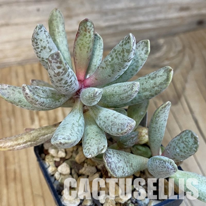 SH14385 Adromischus mammillaris PUB 2119 (Fragile plant!)