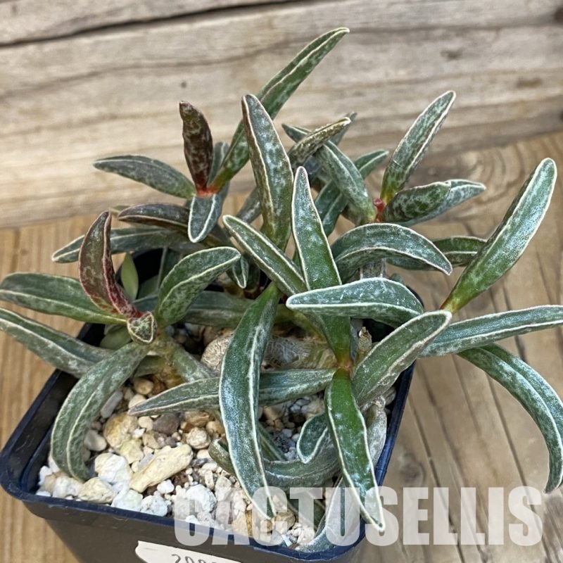 SH20886 Adromischus marianae