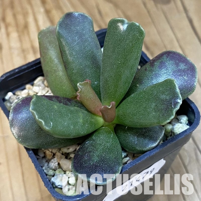 SH21479 Adromischus cooperi