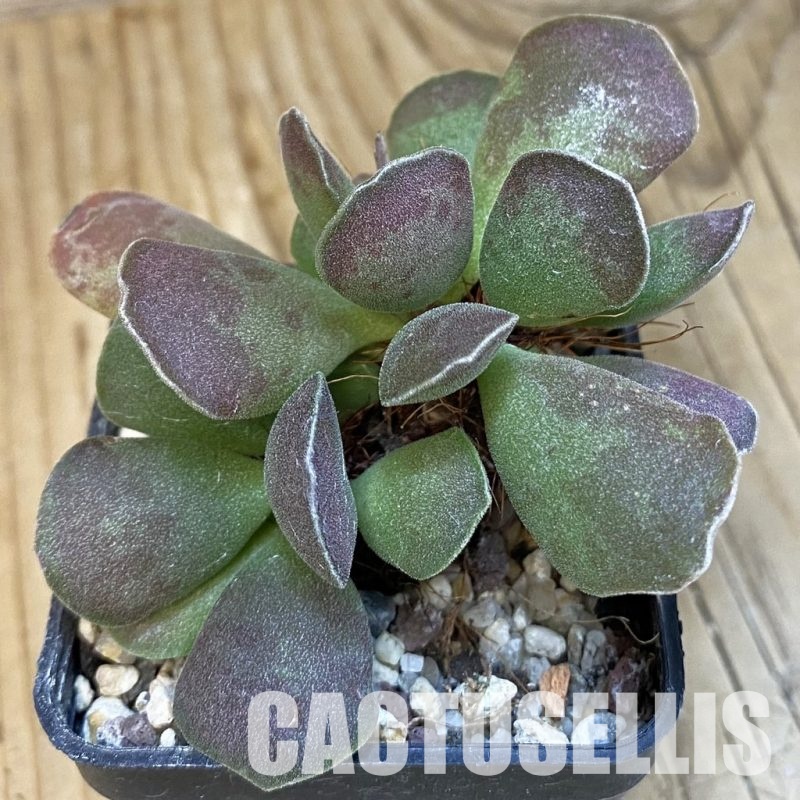 SH24636 Adromischus cooperi x cristatus