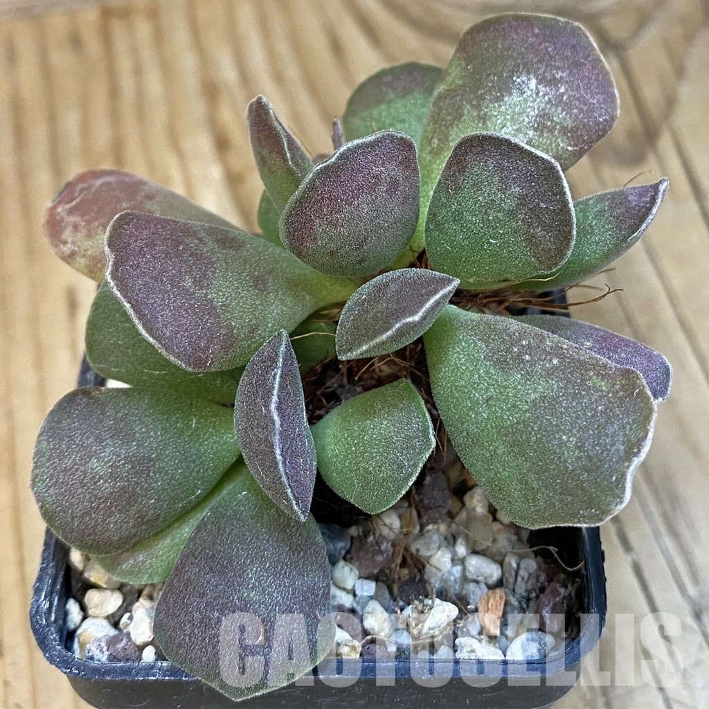 SH24636 Adromischus cooperi x cristatus