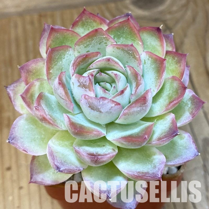 SH7446 Echeveria hybrid
