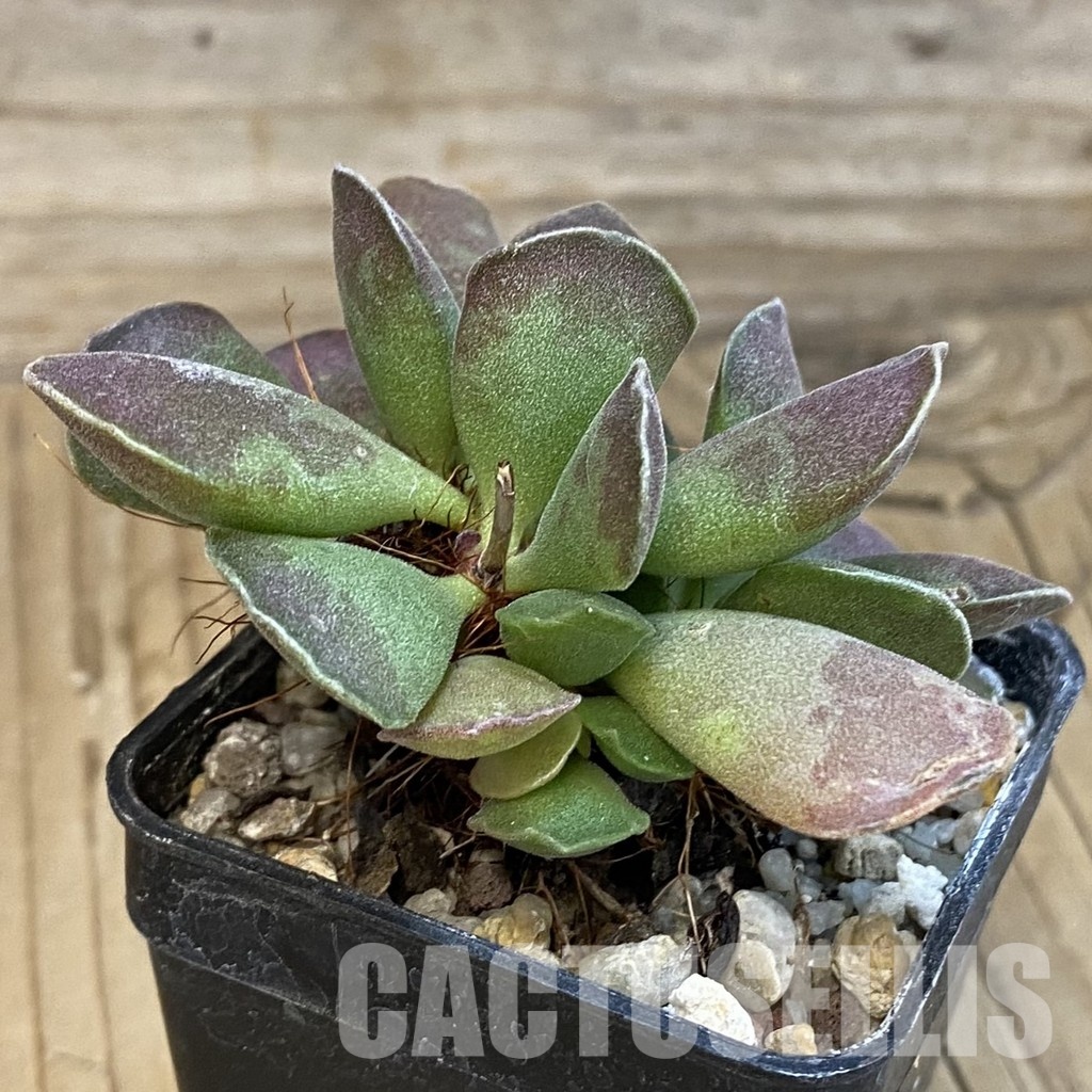 SH24636 Adromischus cooperi x cristatus - Obrázek 2