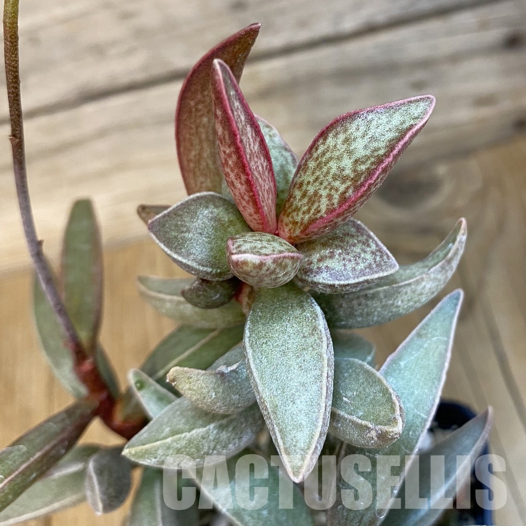 SH24647 Adromischus marianiae hybrid -Germania-
