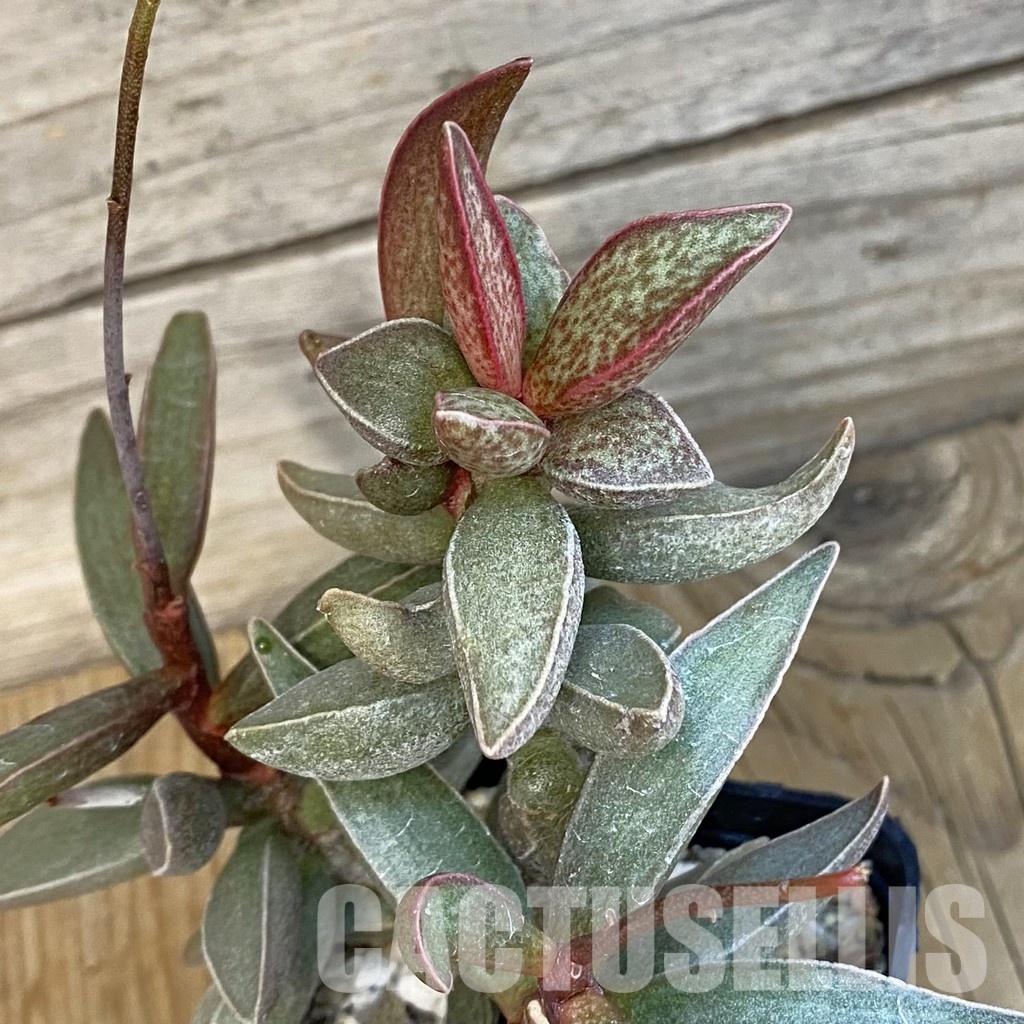 SH24647 Adromischus marianiae hybrid -Germania- - Obrázek 2