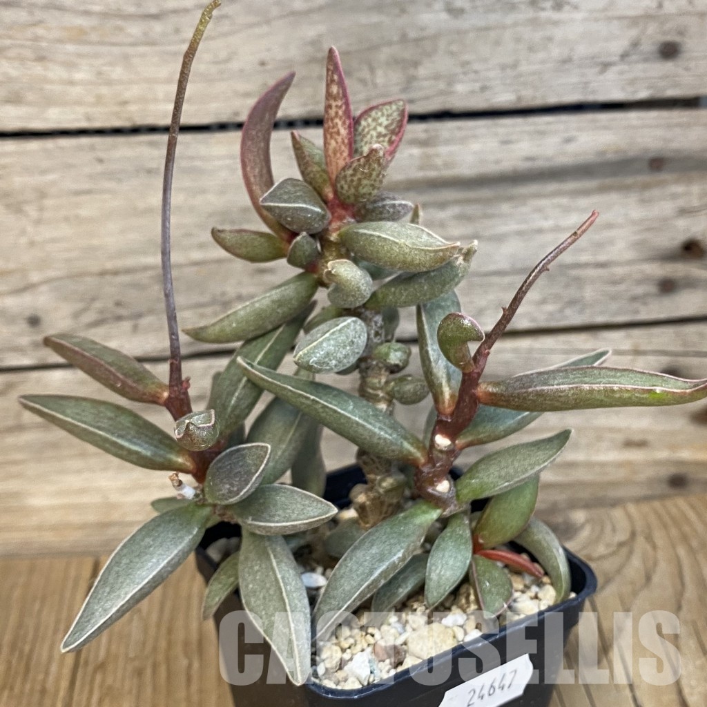 SH24647 Adromischus marianiae hybrid -Germania- - Obrázek 3