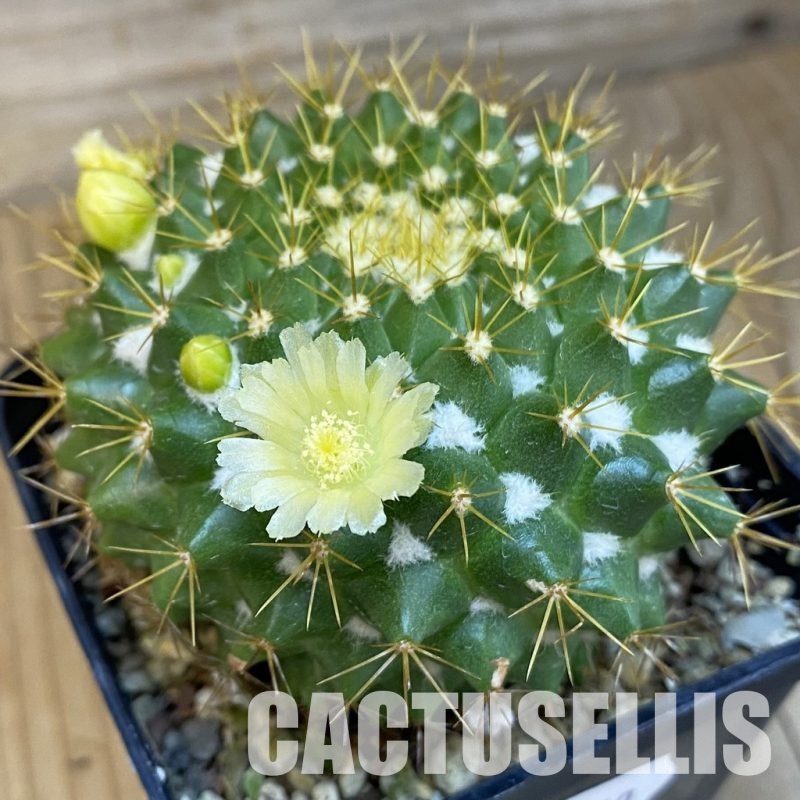 SH25840 Mammillaria marksiana