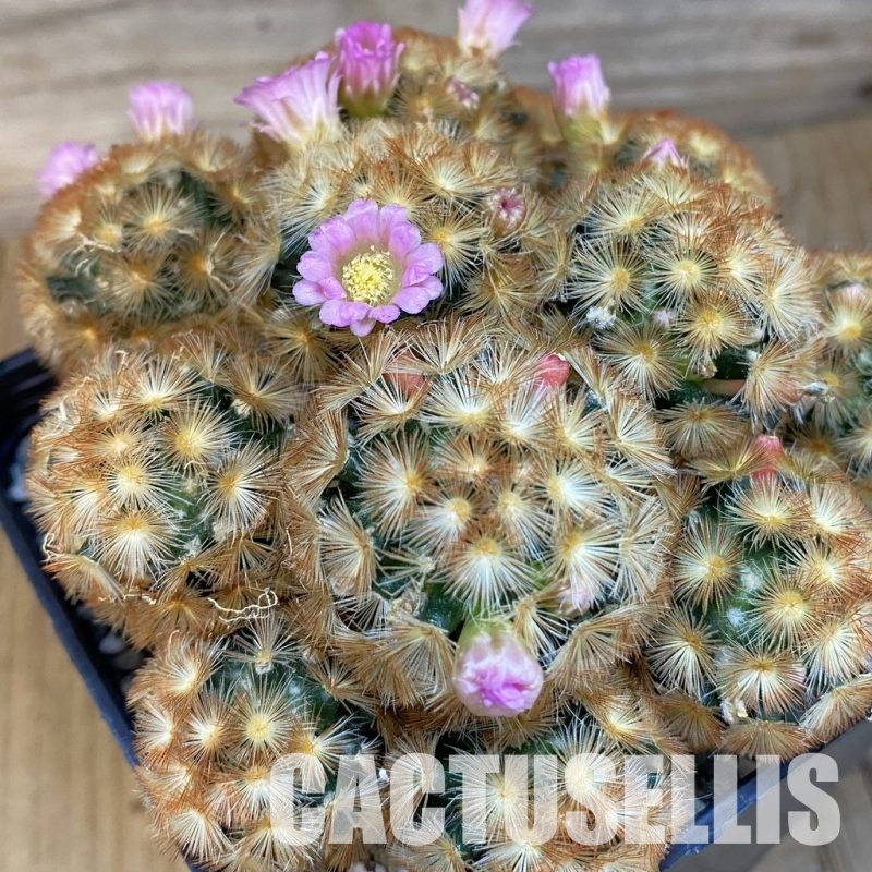 SH25839 Mammillaria carmenae v. rubrispina