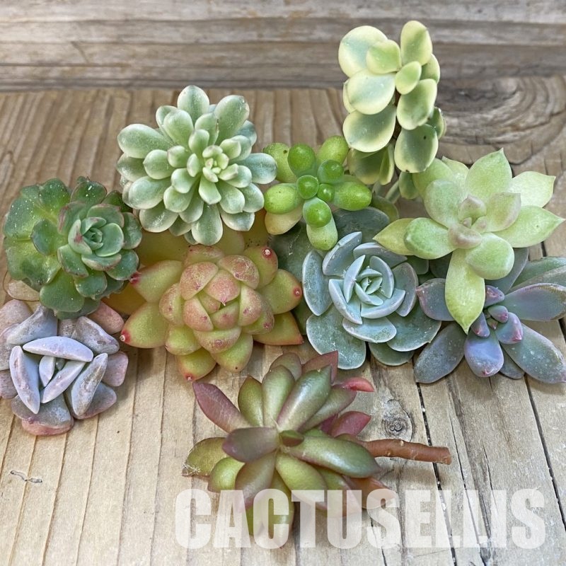 SH29275 Succulents mix, cuted