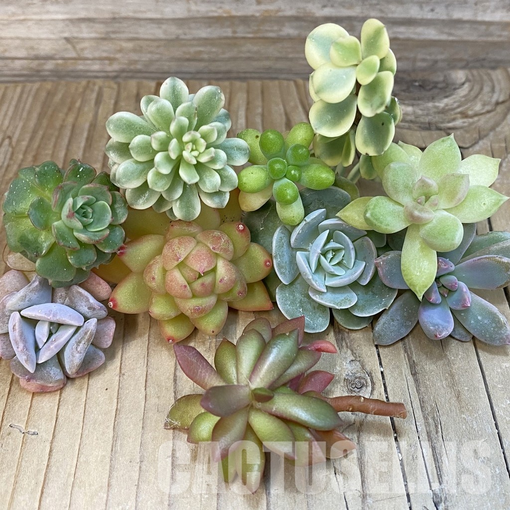 SH29275 Succulents mix, cuted