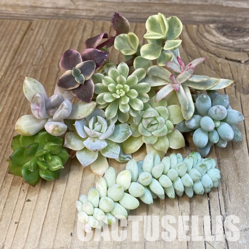 SH29276 Succulents mix, cuted