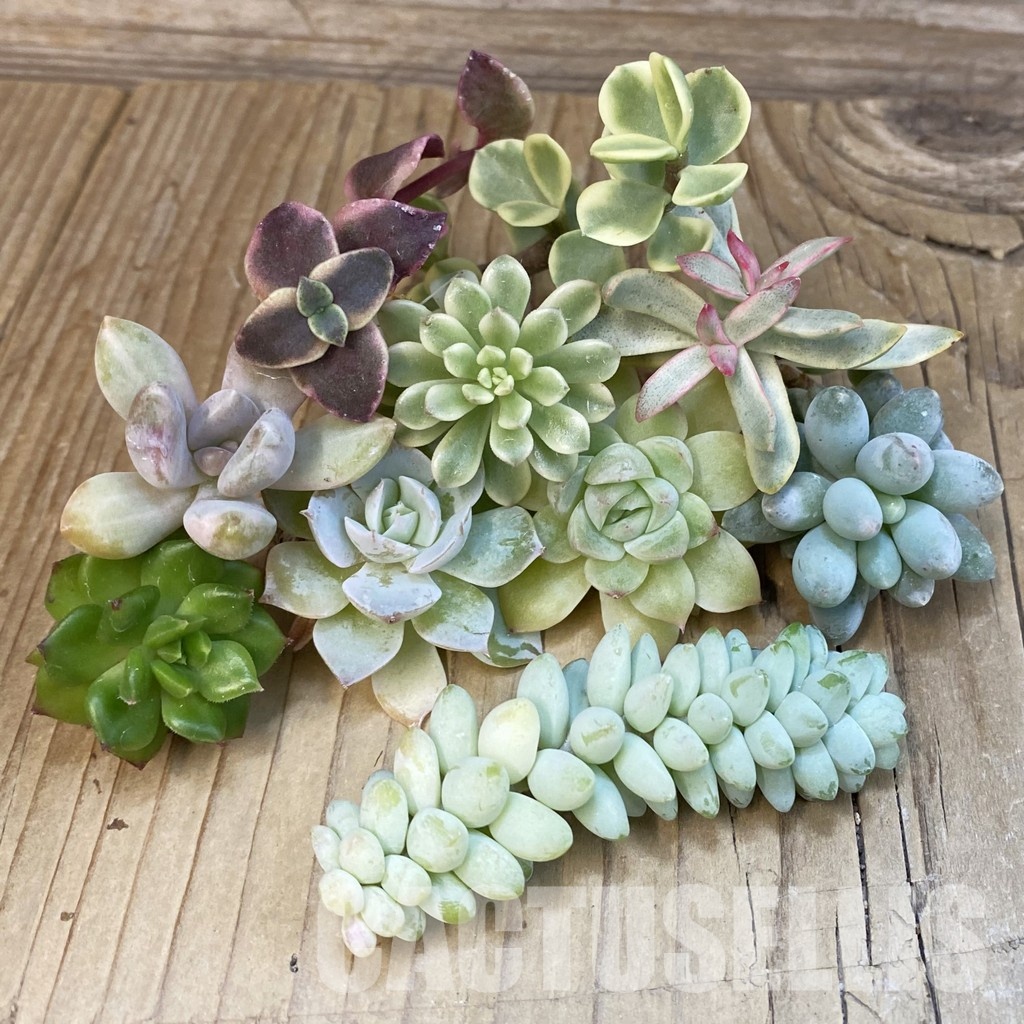 SH29276 Succulents mix, cuted