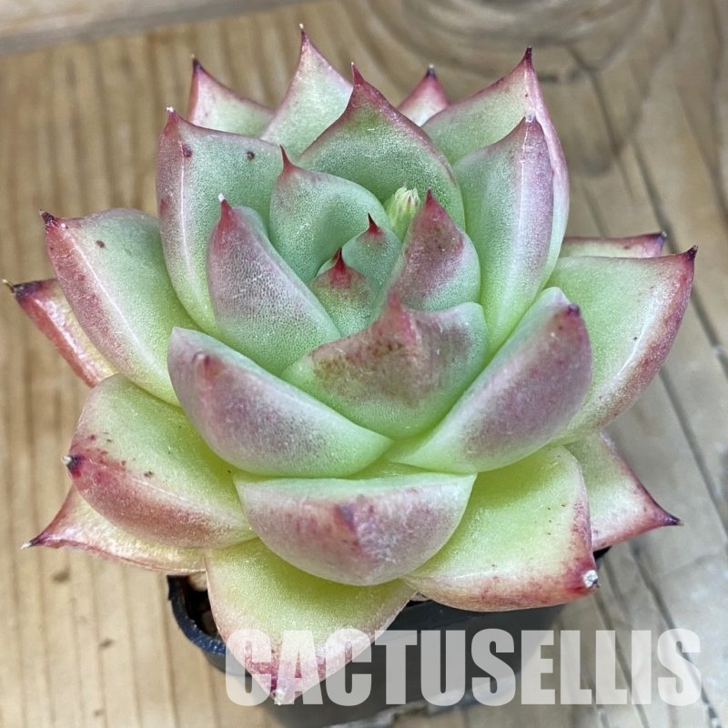 SH2941 Echeveria agavoides