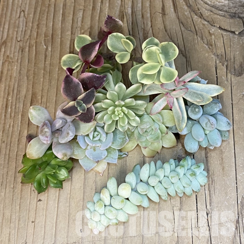 SH29276 Succulents mix, cuted - Image 2